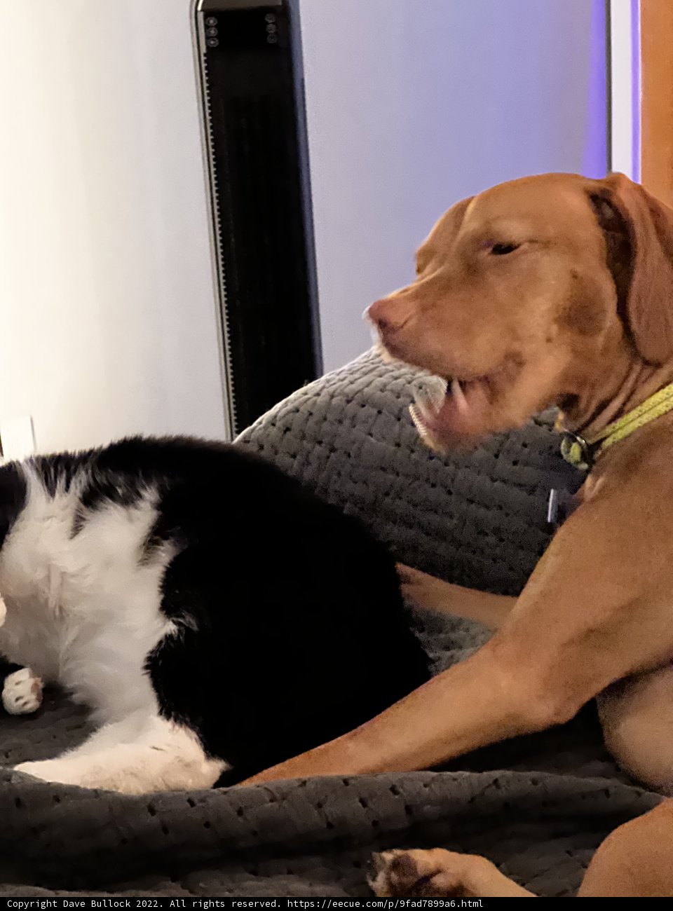 Bed Buddies