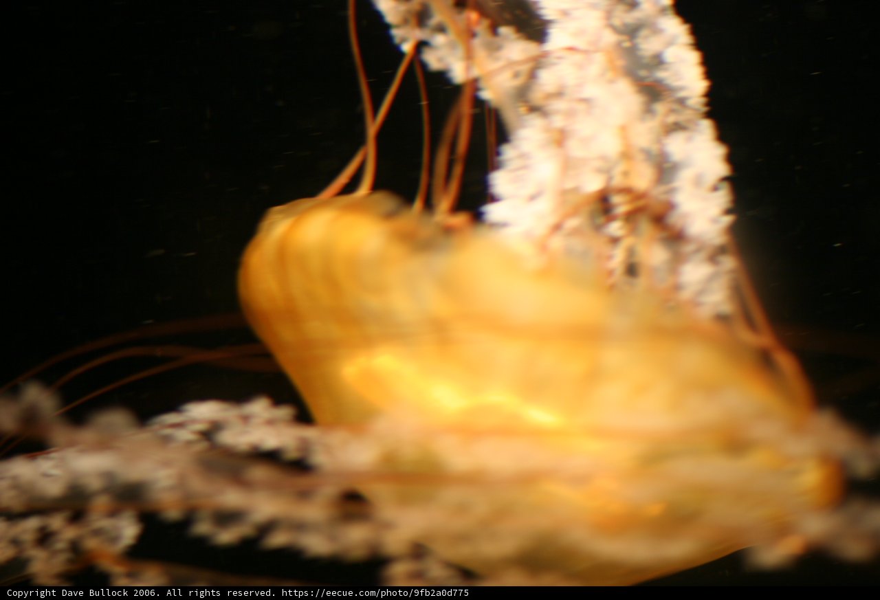 Majestic Jellyfish in the Deep Blue Sea