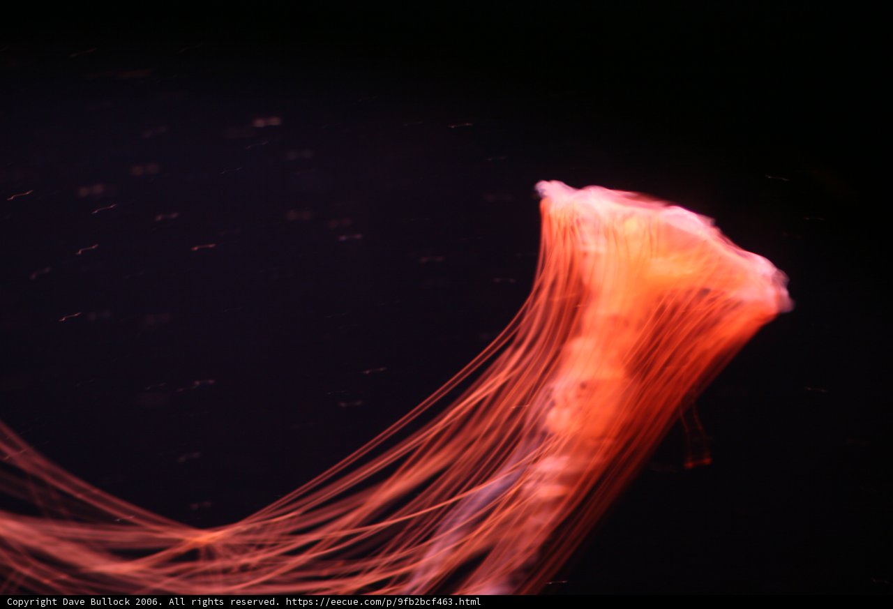 Red-lined Jellyfish in the Aquarium
