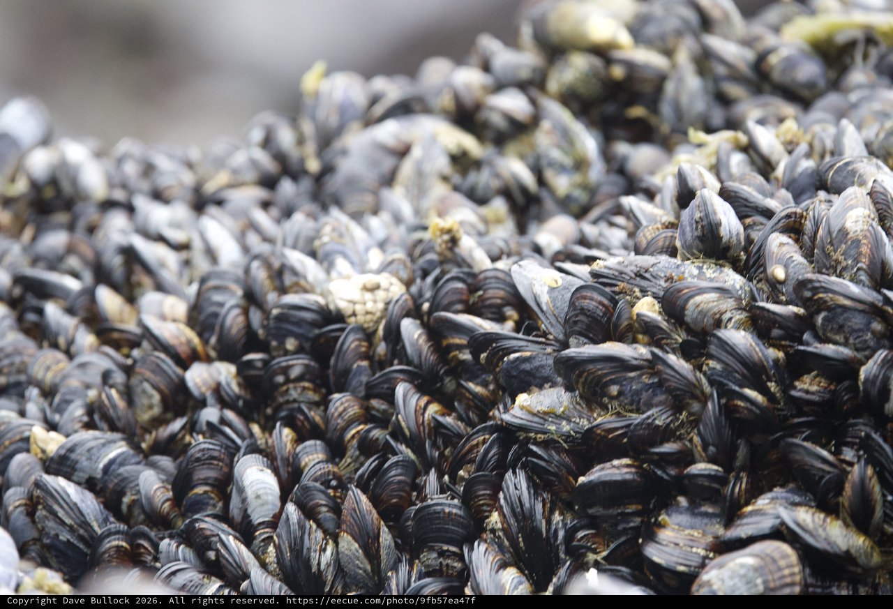 Dense Mussel Bed Colonizing Rocky Intertidal Shore