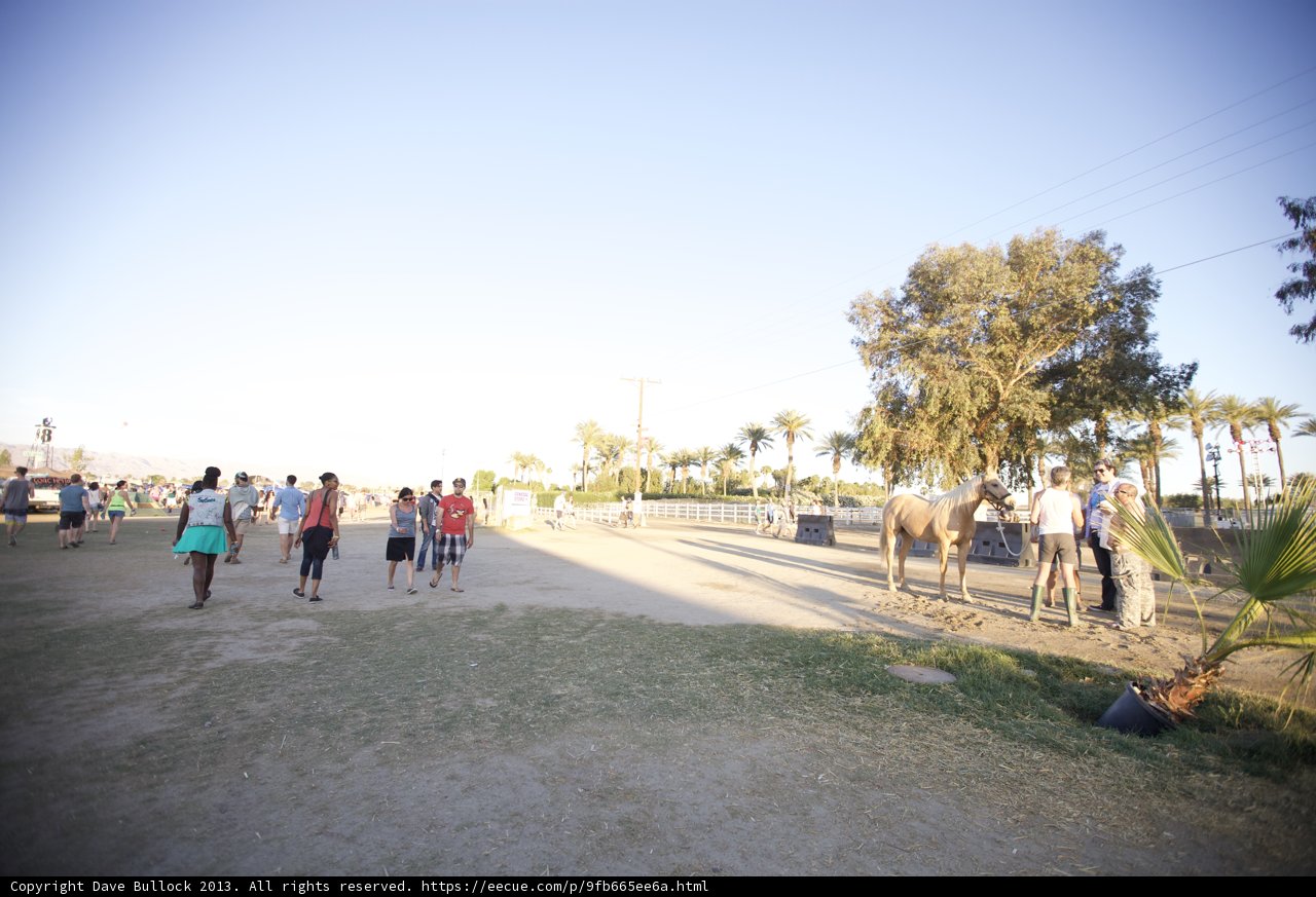 Camels at Coachella