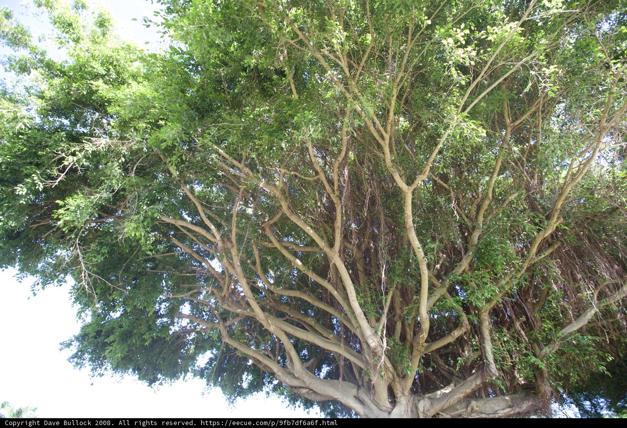 The Mighty Eucalyptus