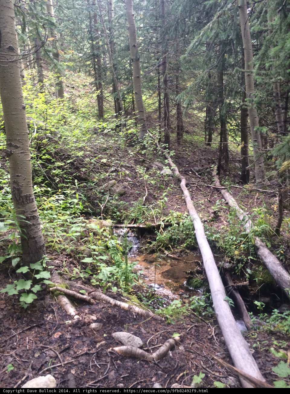 A Serene Stream in the Woodland