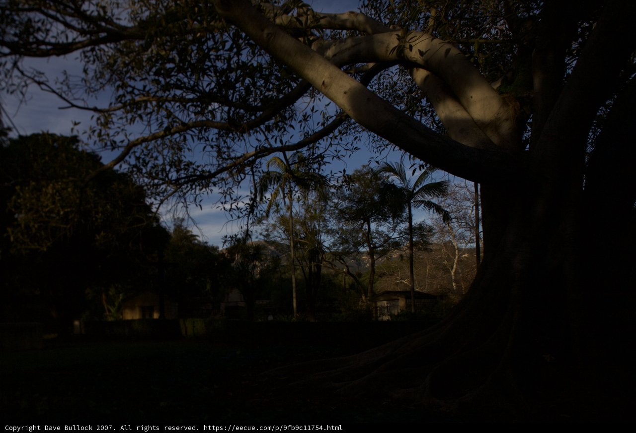 Majestic Eucalyptus Tree in the Park