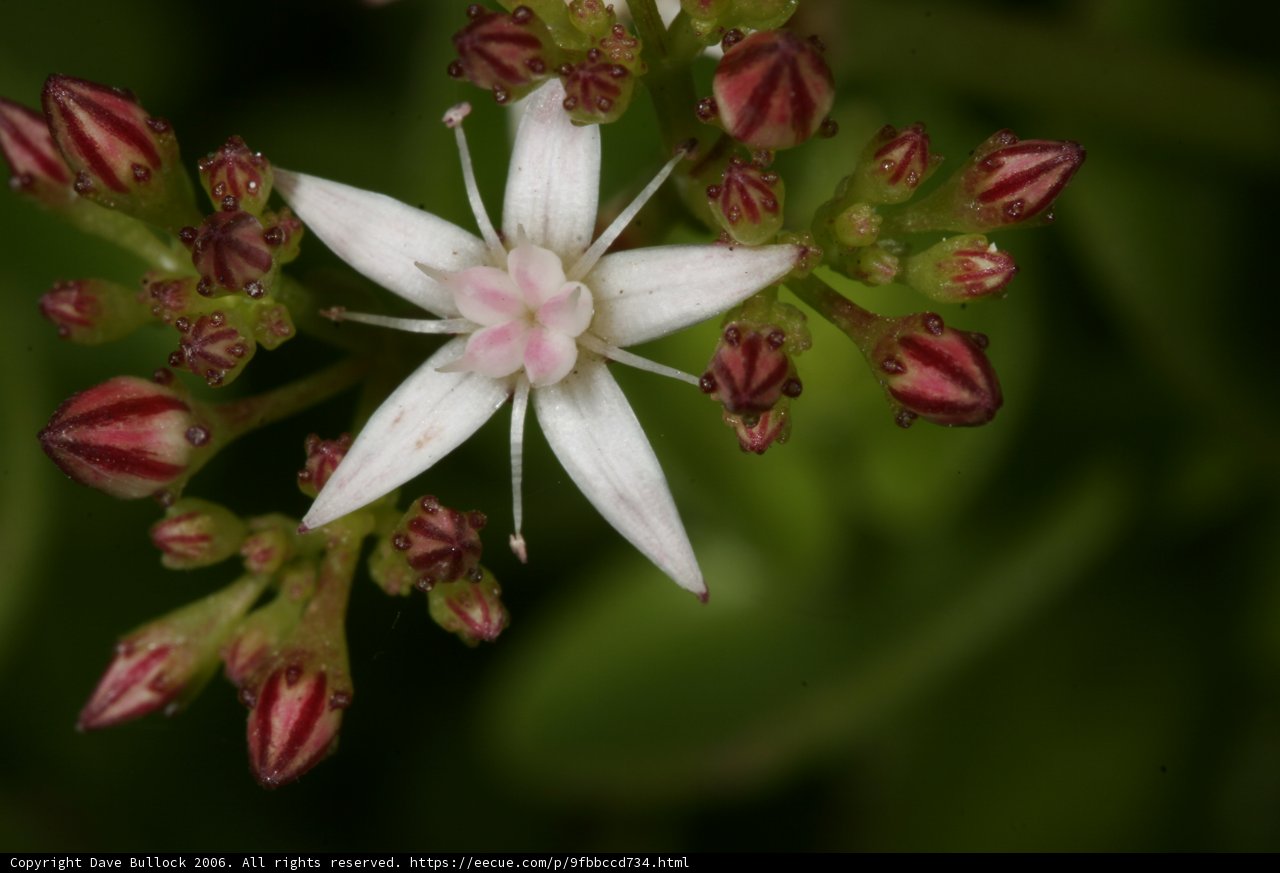 Red and White Lily Blossom