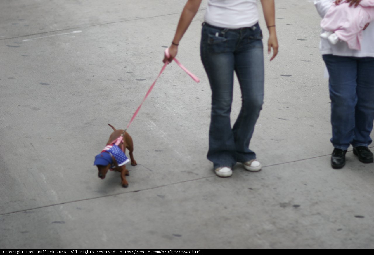 Walking the Canine Companion
