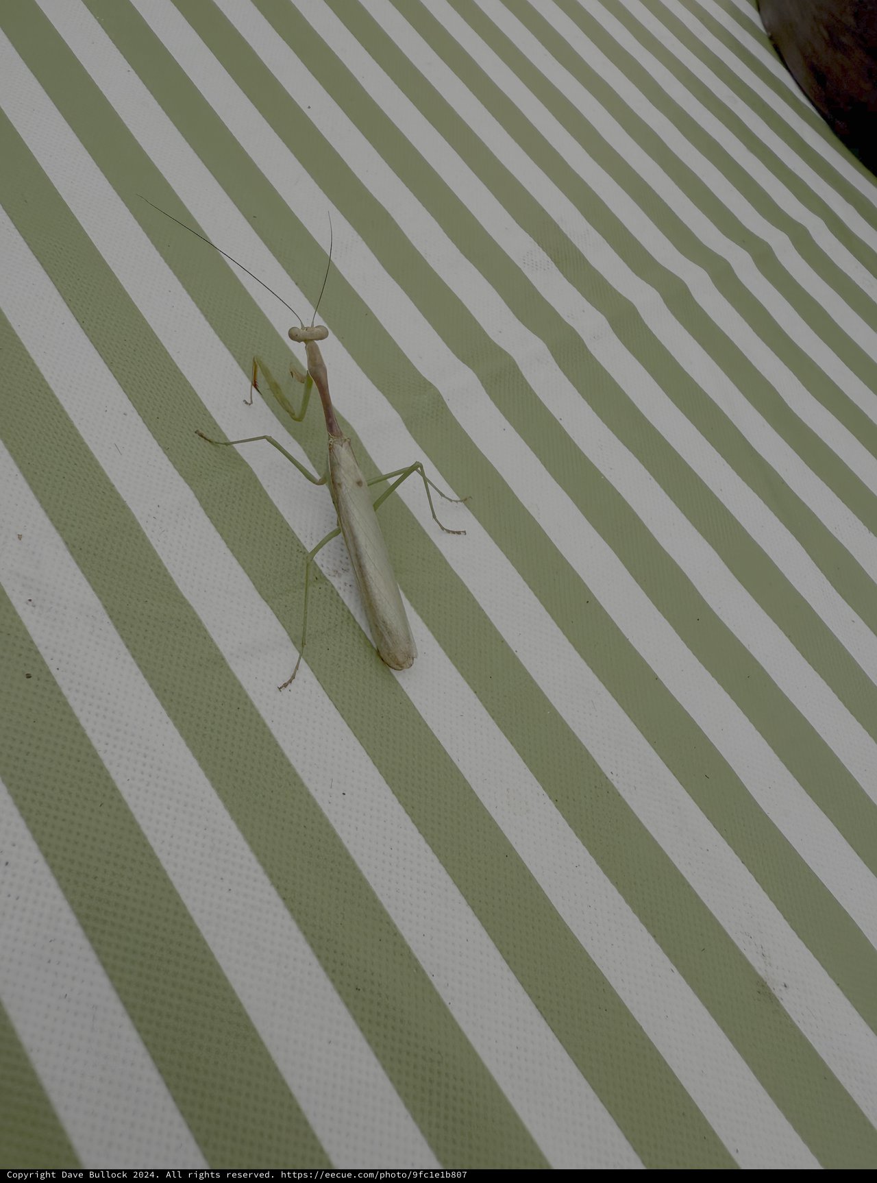 Praying Mantis on Green Striped Surface