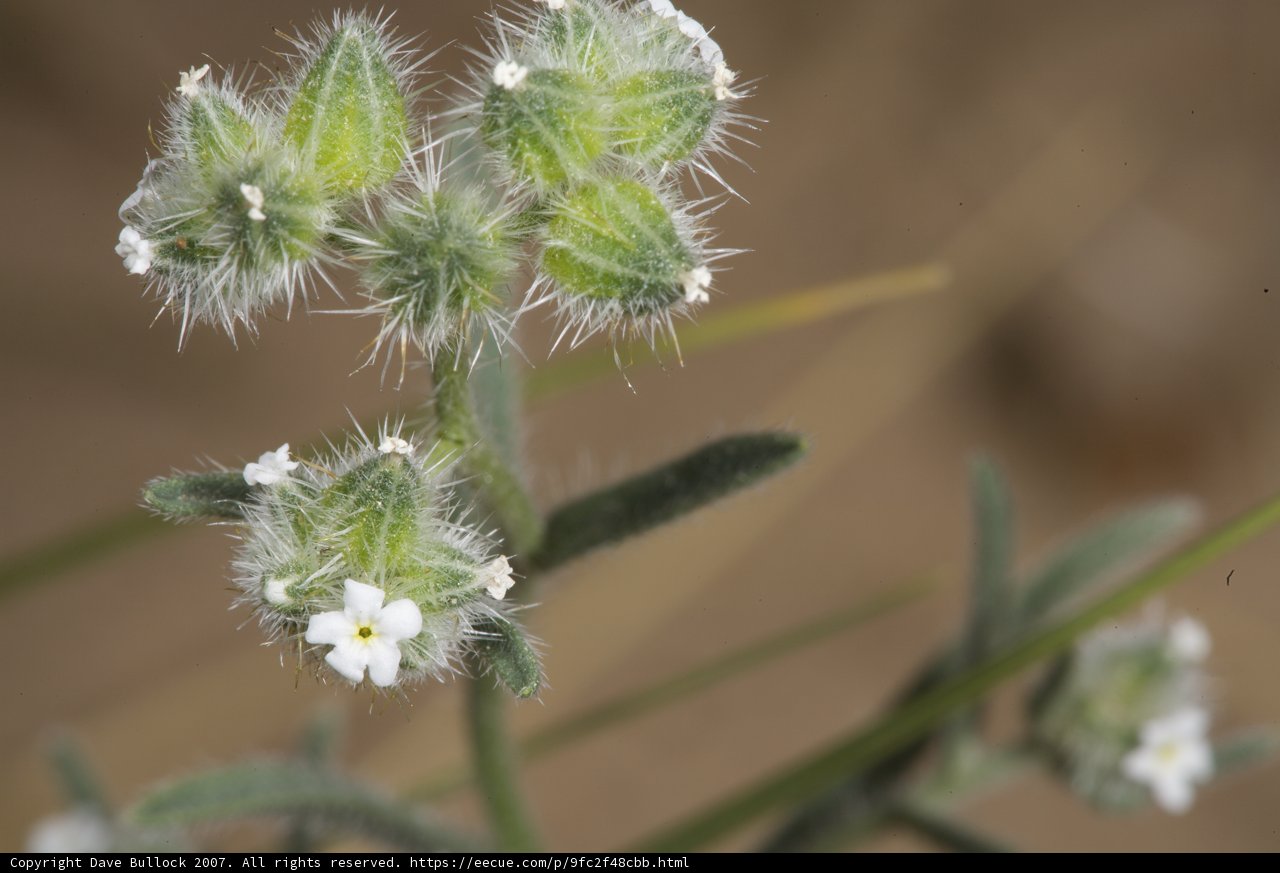 Desert Bloom