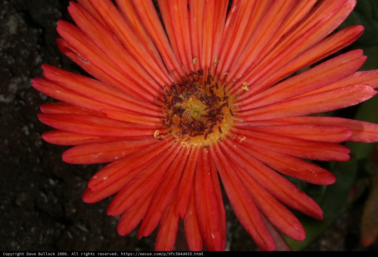 Vibrant Daisy Blossom