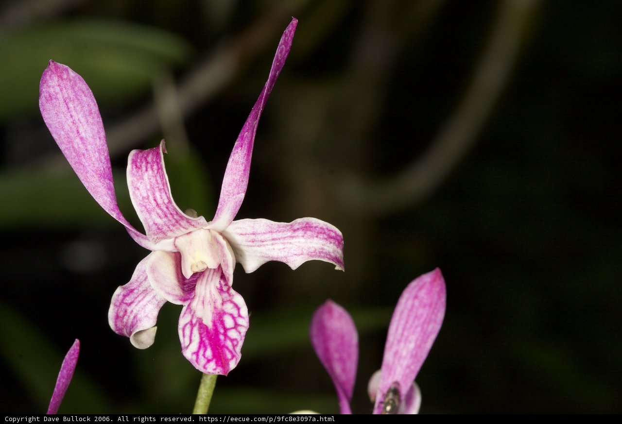 Majestic Orchid Blossom