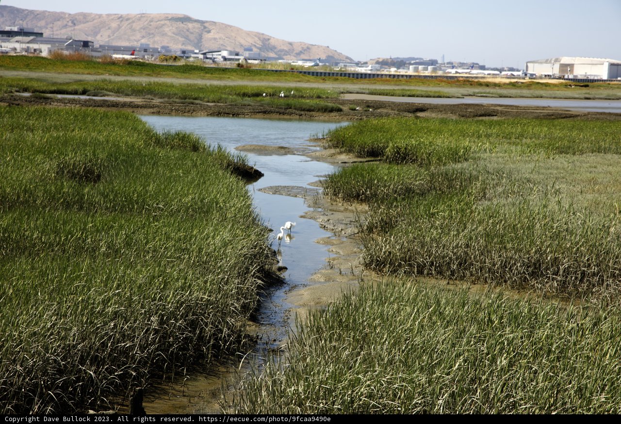 Solitude in the Marsh - A Bird's Retreat