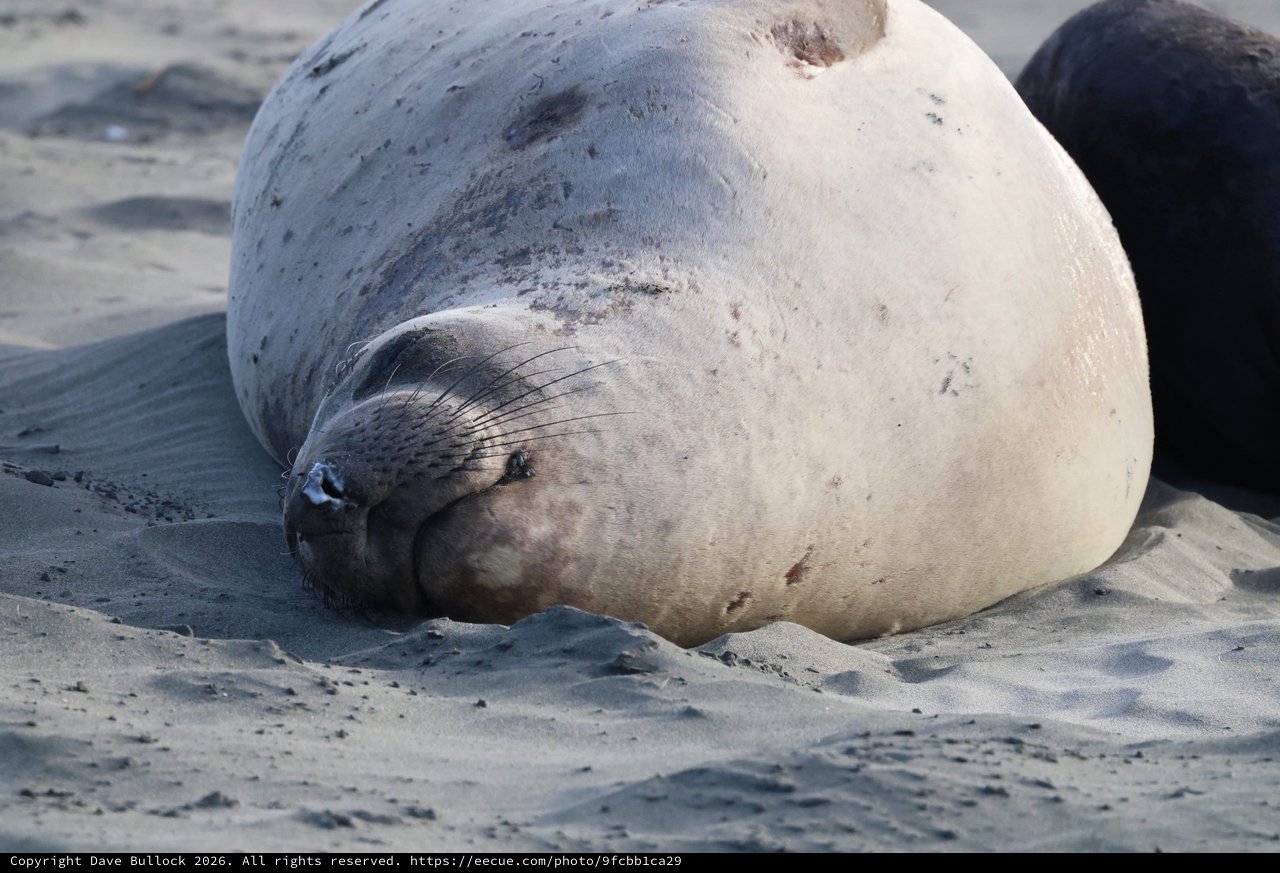 Resting Elephant Seal on Sandy Beach at Drakes Beach