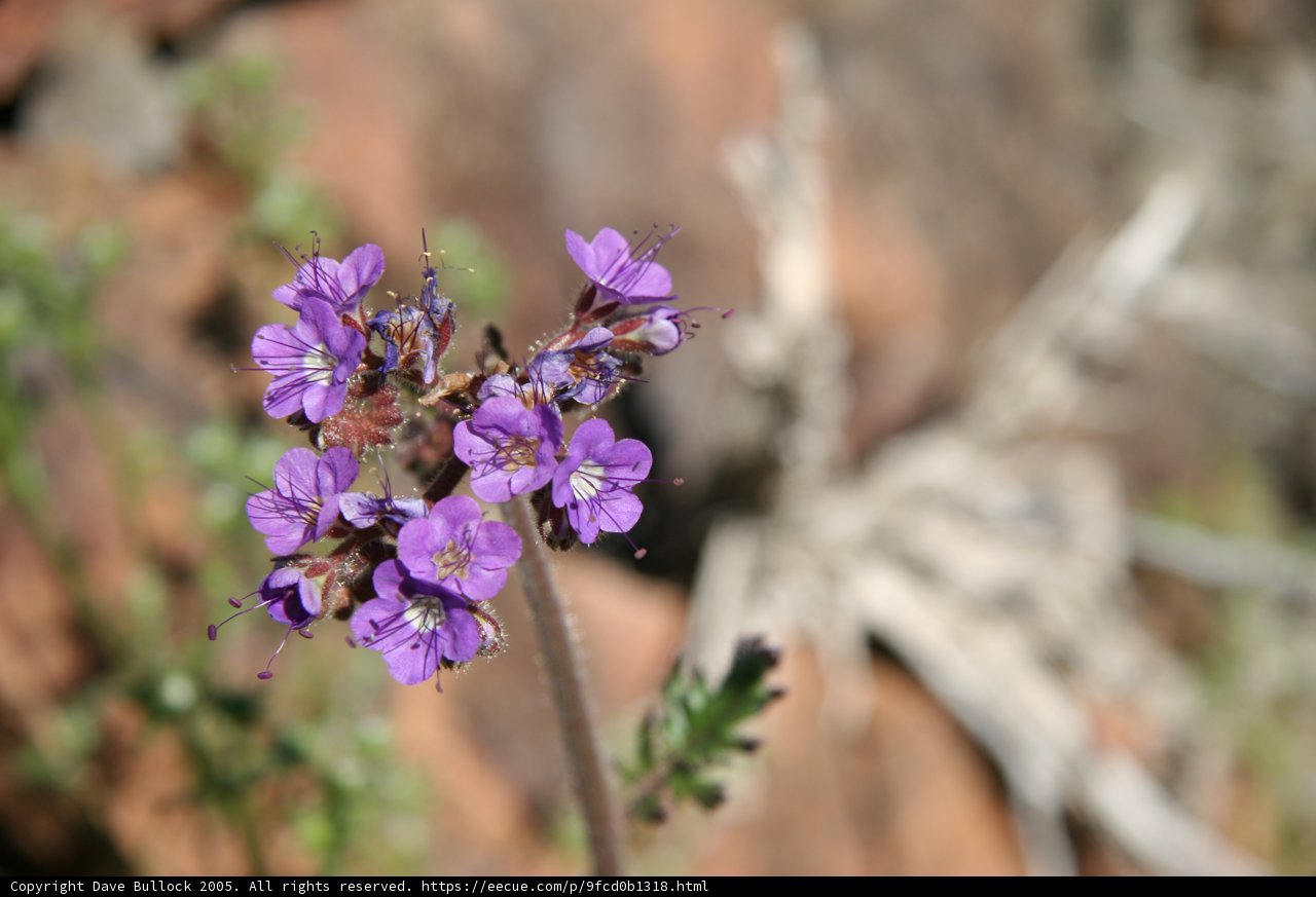 A Resilient Purple Geranium Thrives in the Desert