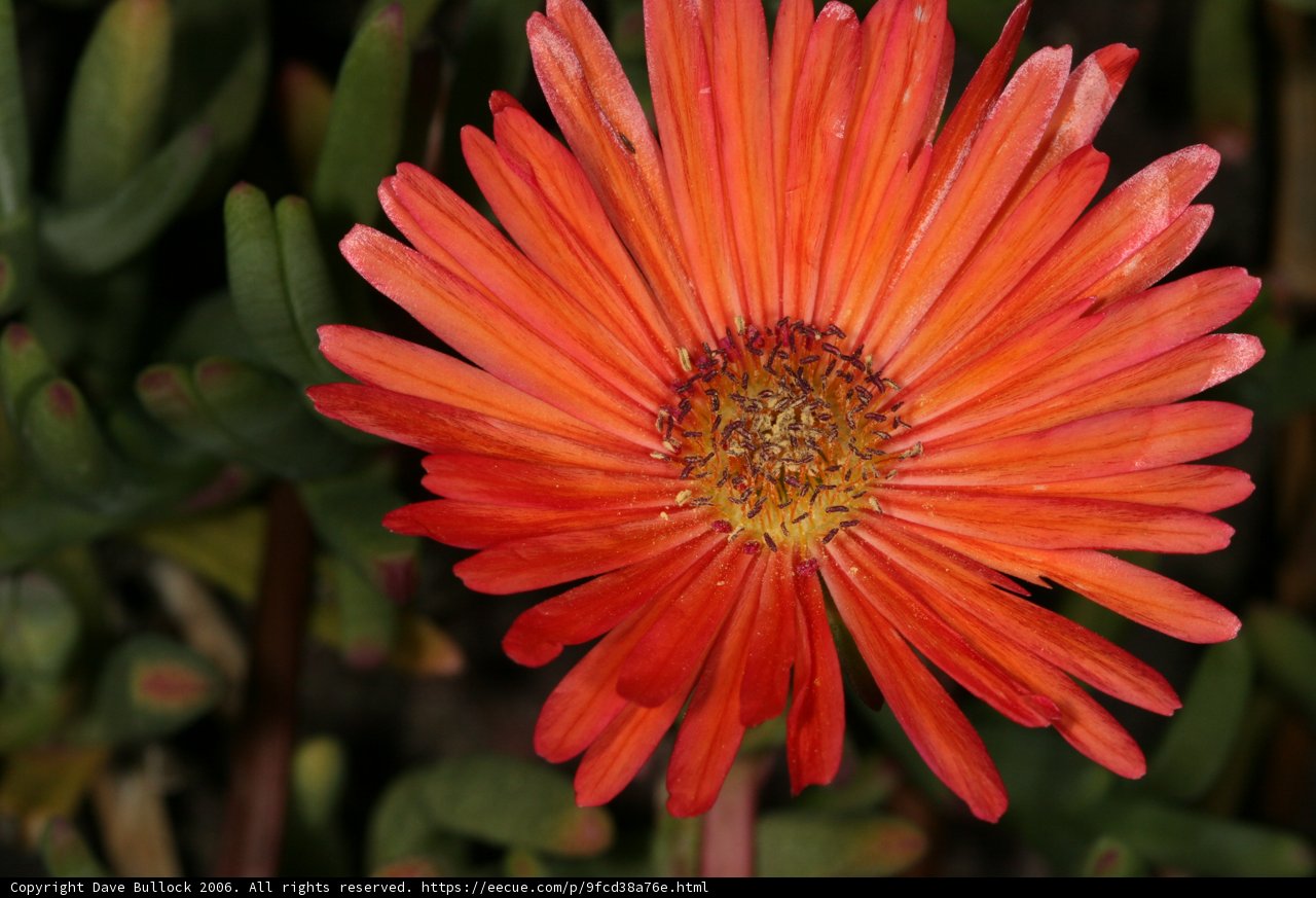 Radiant Daisy