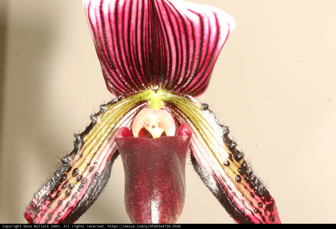 Elegant Orchid with Extended Petal