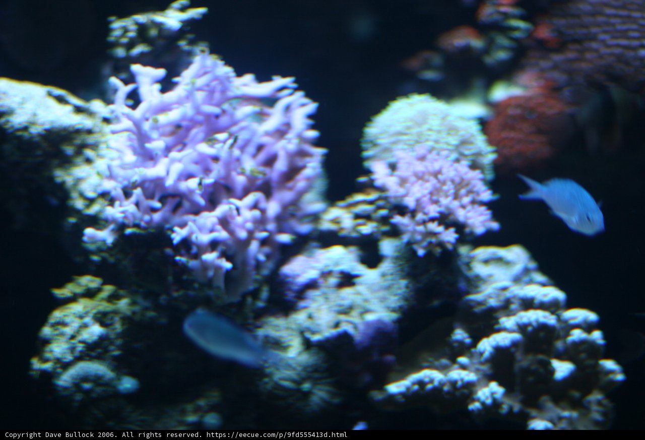 Vibrant Coral Reef Life