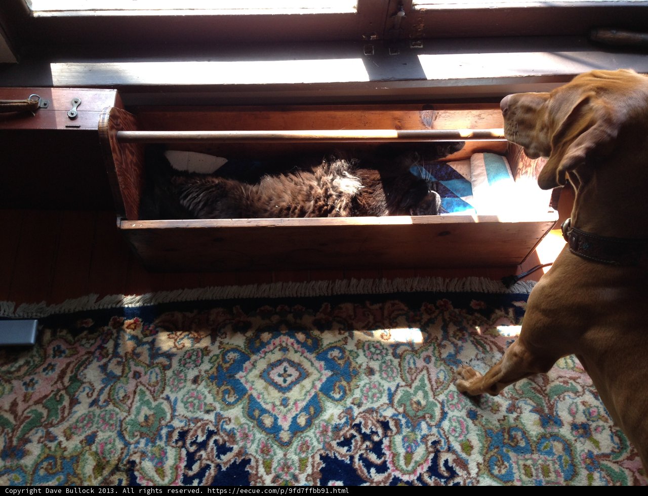 Dog and Cat Encounter in Altadena Home