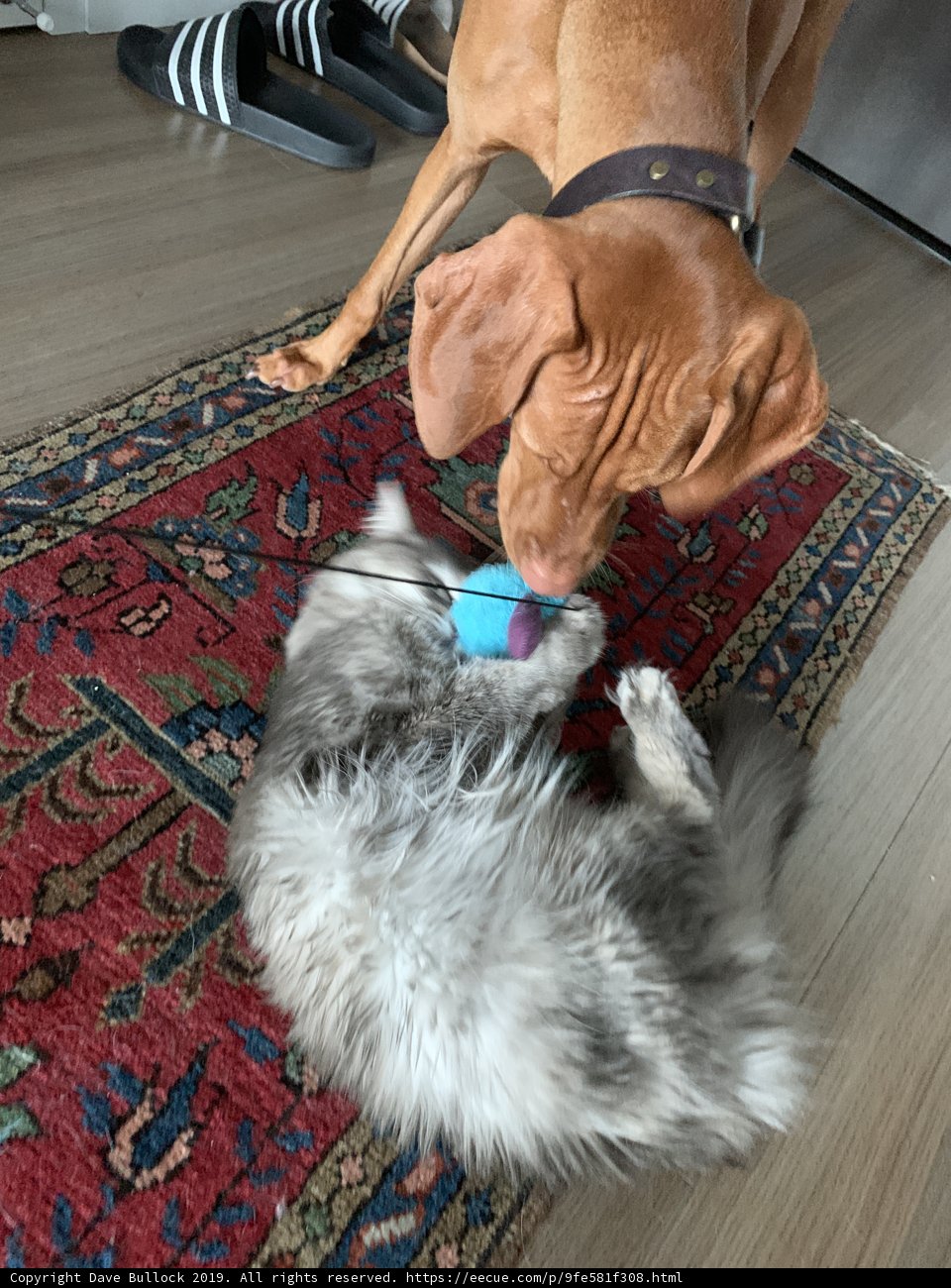 Furry Friends Having a Blast on Hardwood Flooring