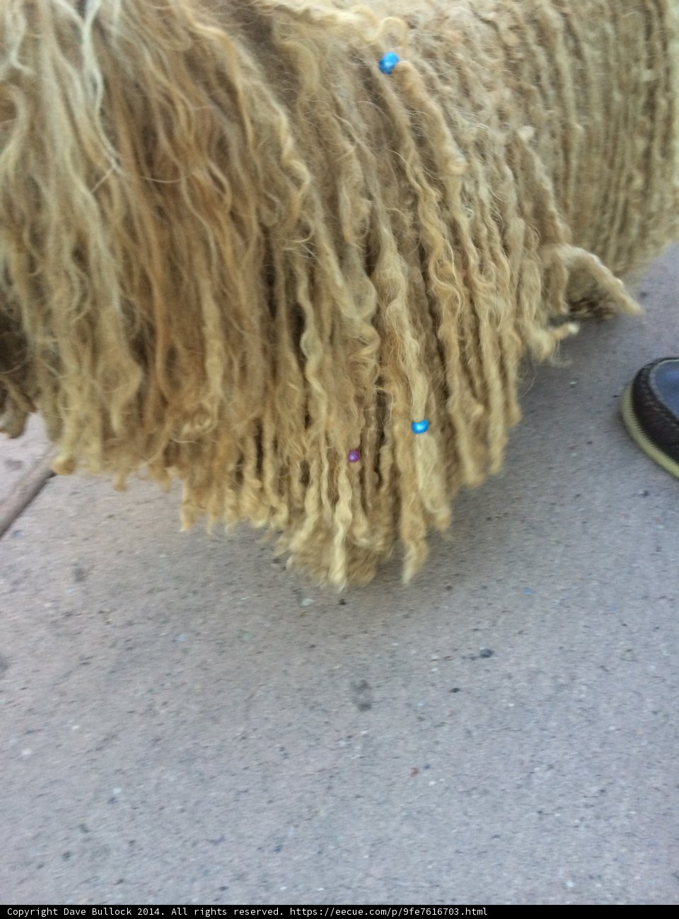 Long-haired Canine on Santa Fe Sidewalk
