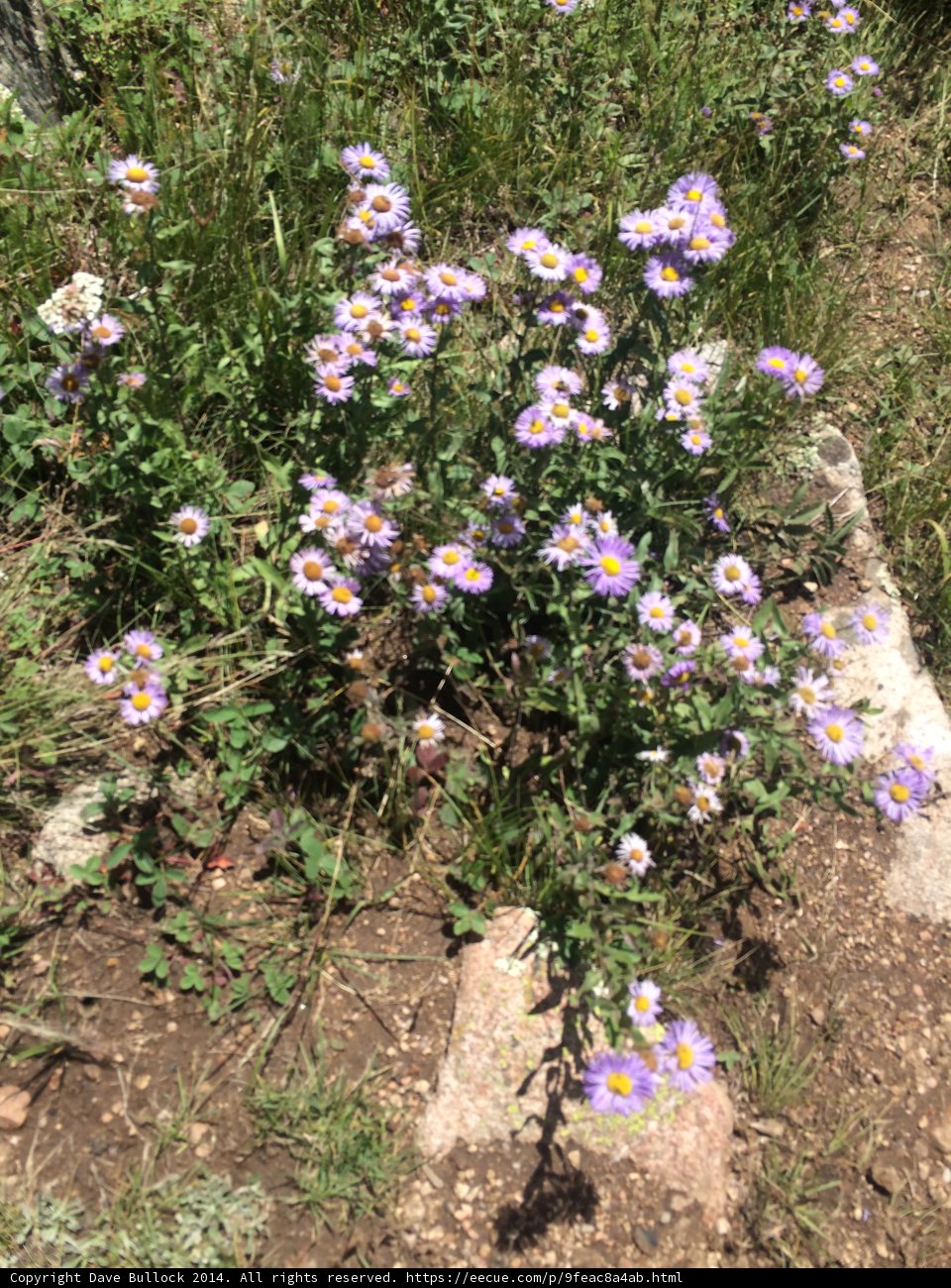 A Group of Vibrant Purple Flowers on Rocky Soil