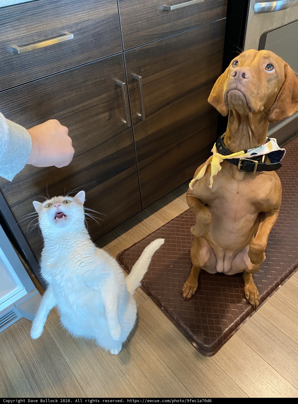 Dog and Cat on Hardwood Floor