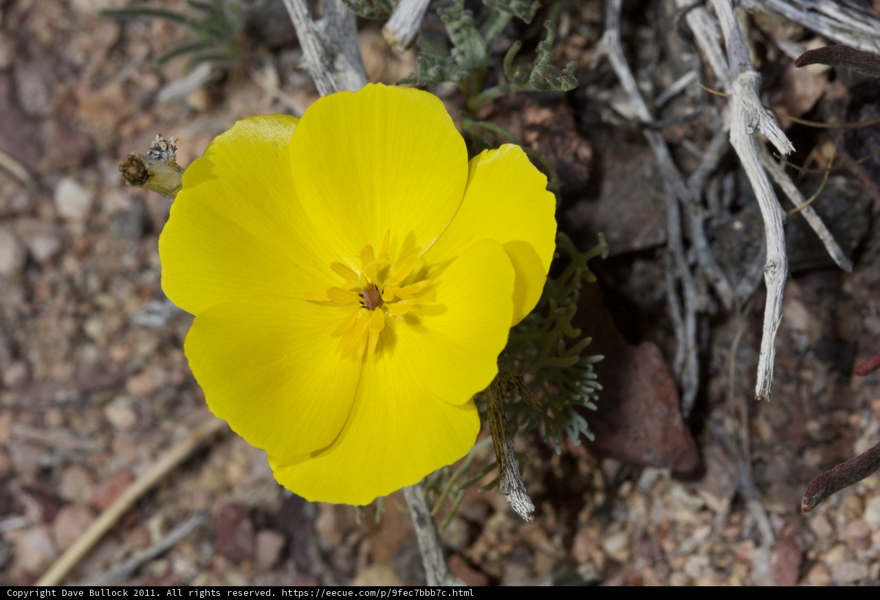 A Lone Geranium in the Desert