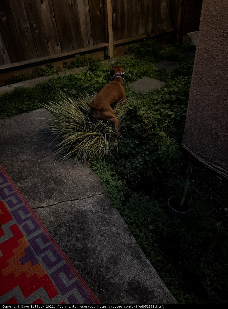 Man's Best Friend in the Backyard