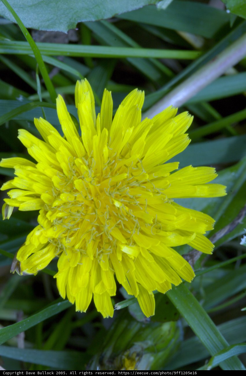 Sunny Dandelion
