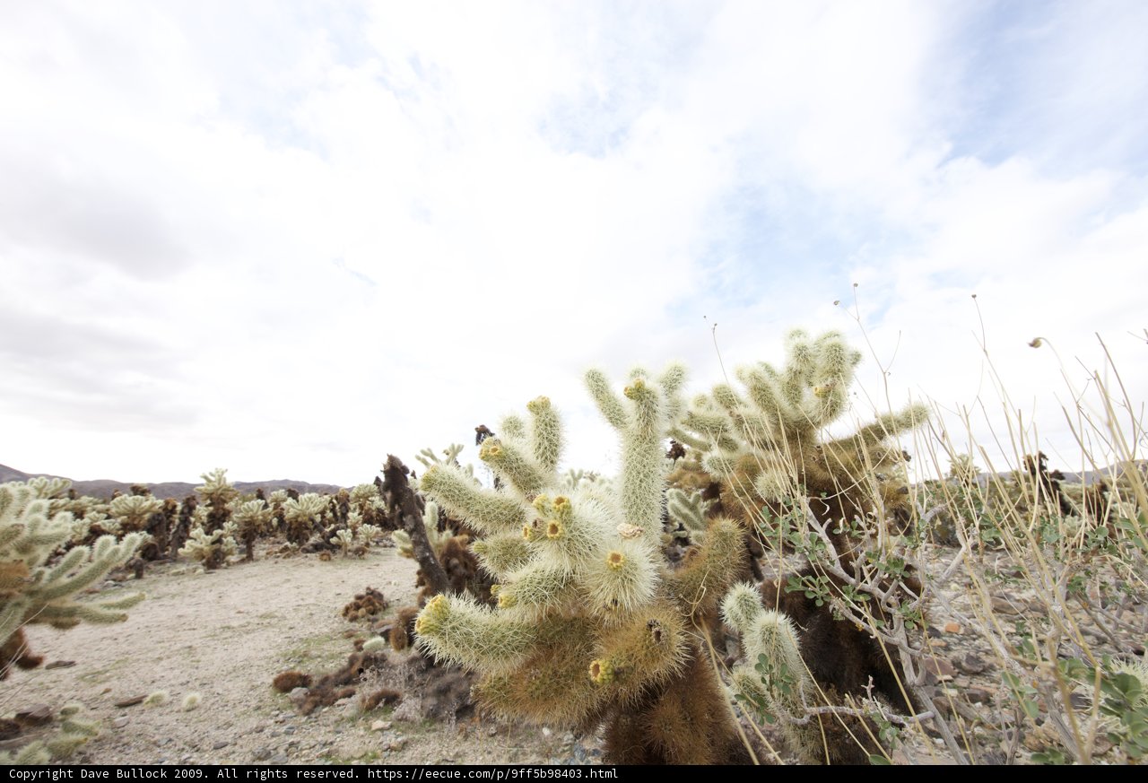 Cactus Oasis in the Cloudy Desert