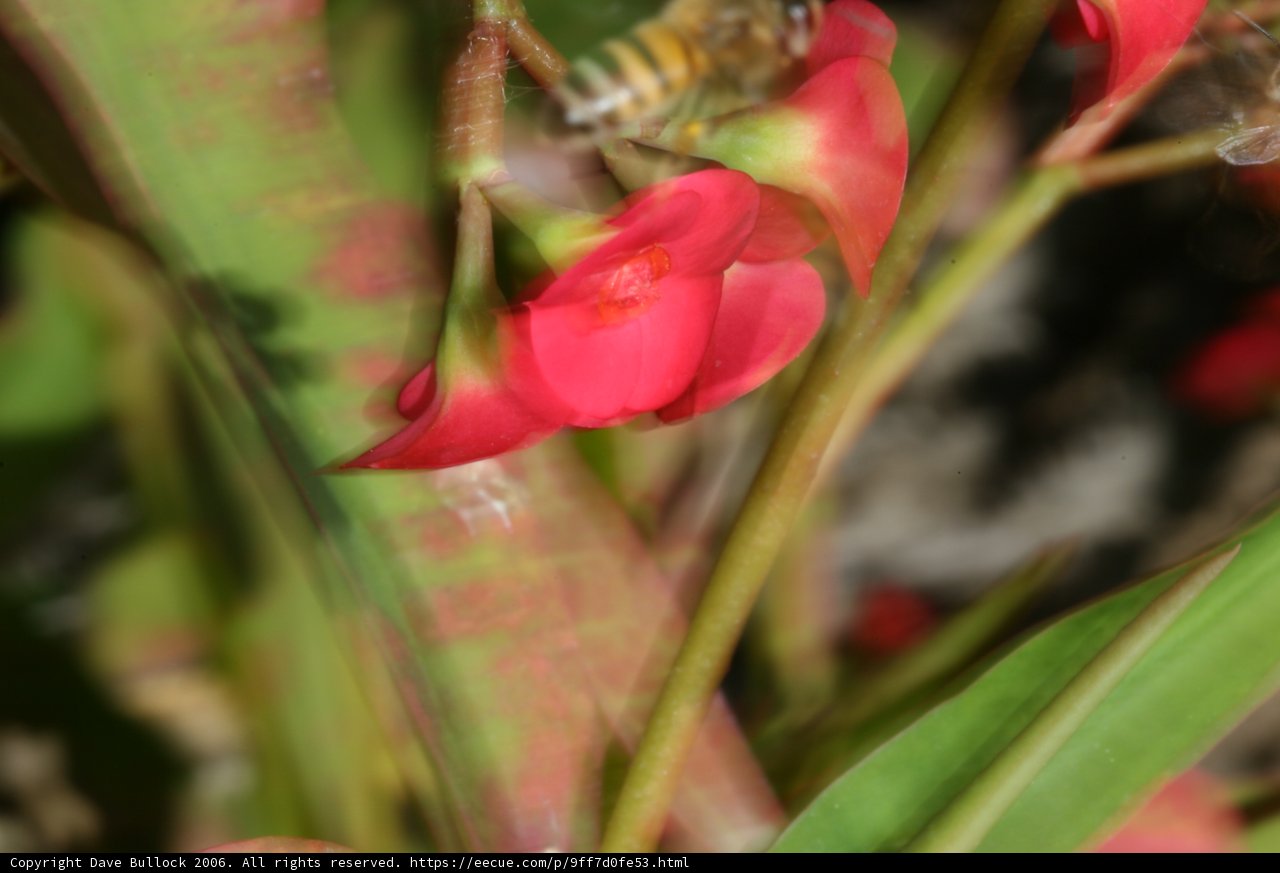 Bee-autiful Geranium