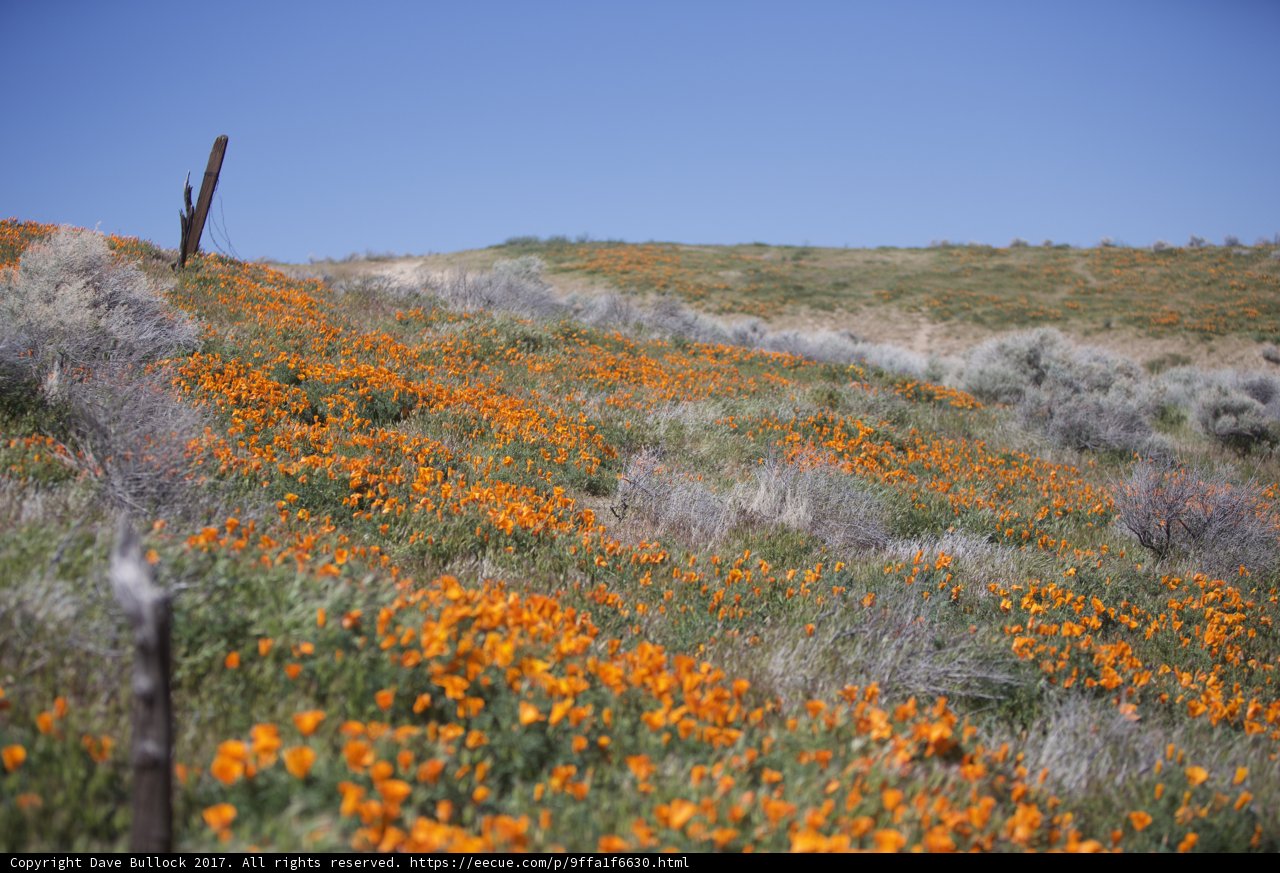 Blooming Field