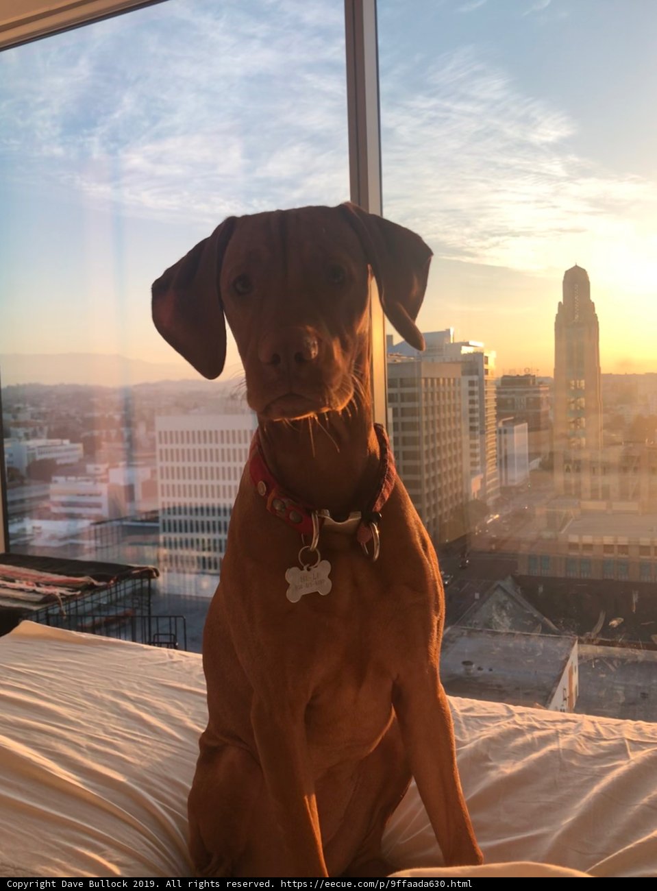 Urban Pup and His Bedtime View