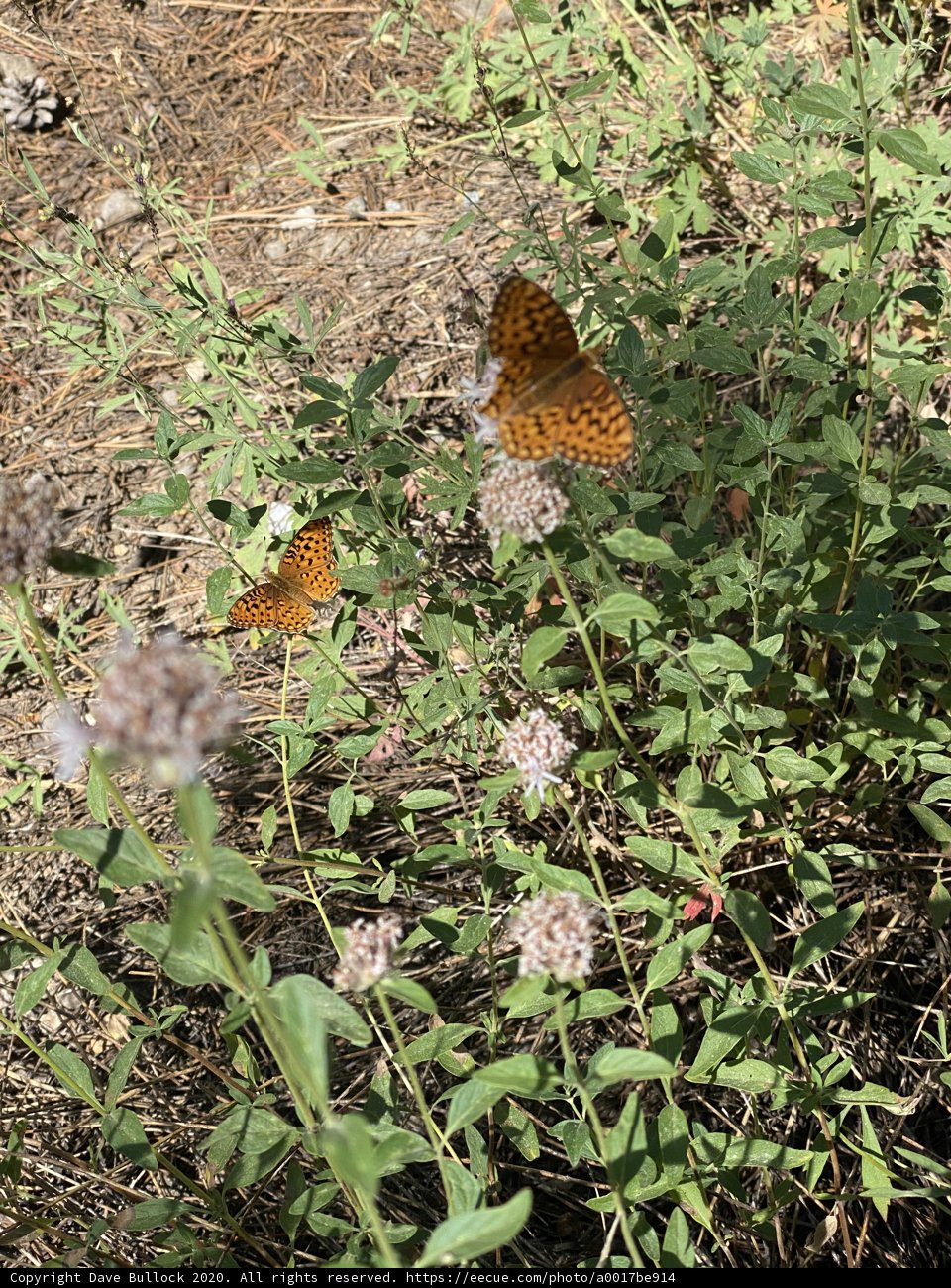 Two Brown Butterflies Enjoying Herbal Paradise
