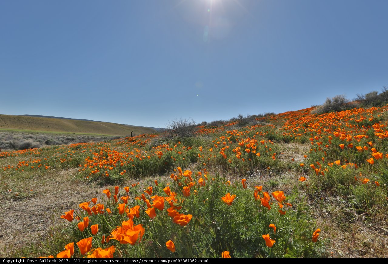 Sunshine on a Field of Orange Poppies