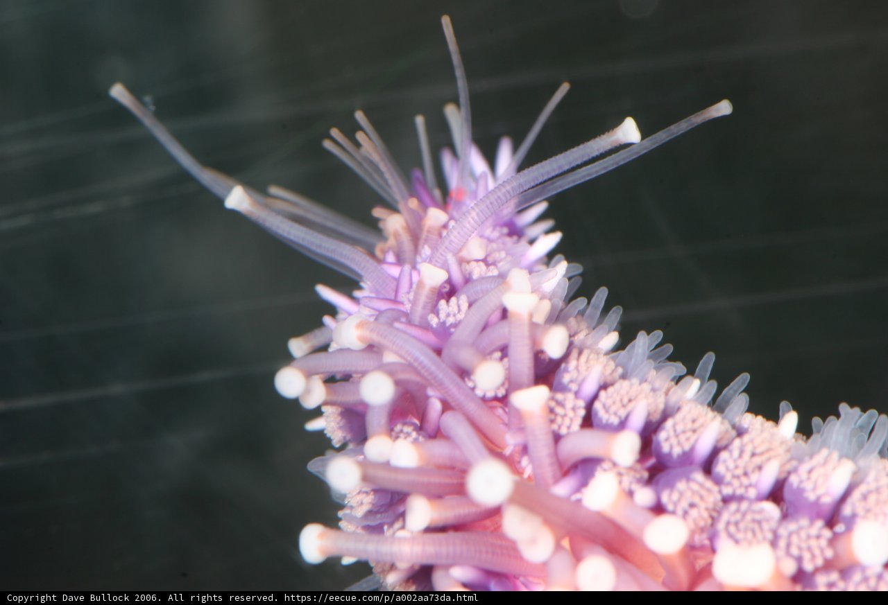Majestic Purple Sea Anemone