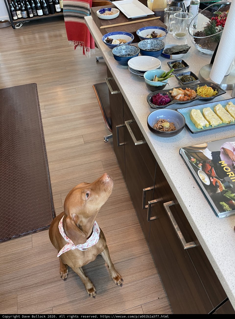 Hungry Pooch Eyes the Table