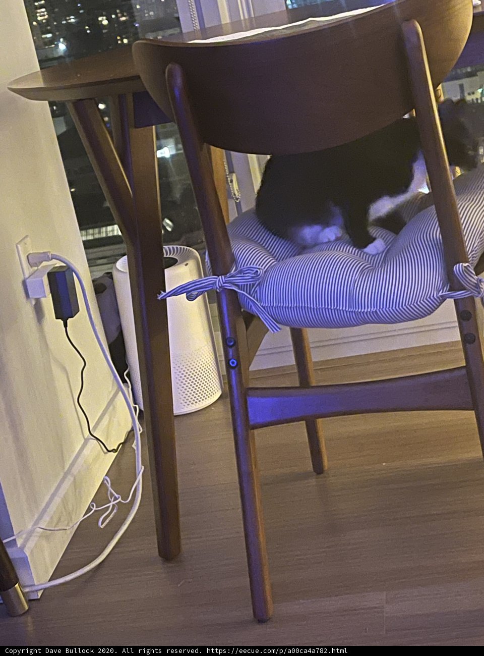 Feline Furniture Connoisseur