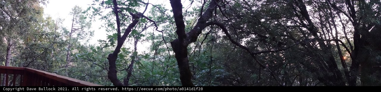 Serene Forest Groove