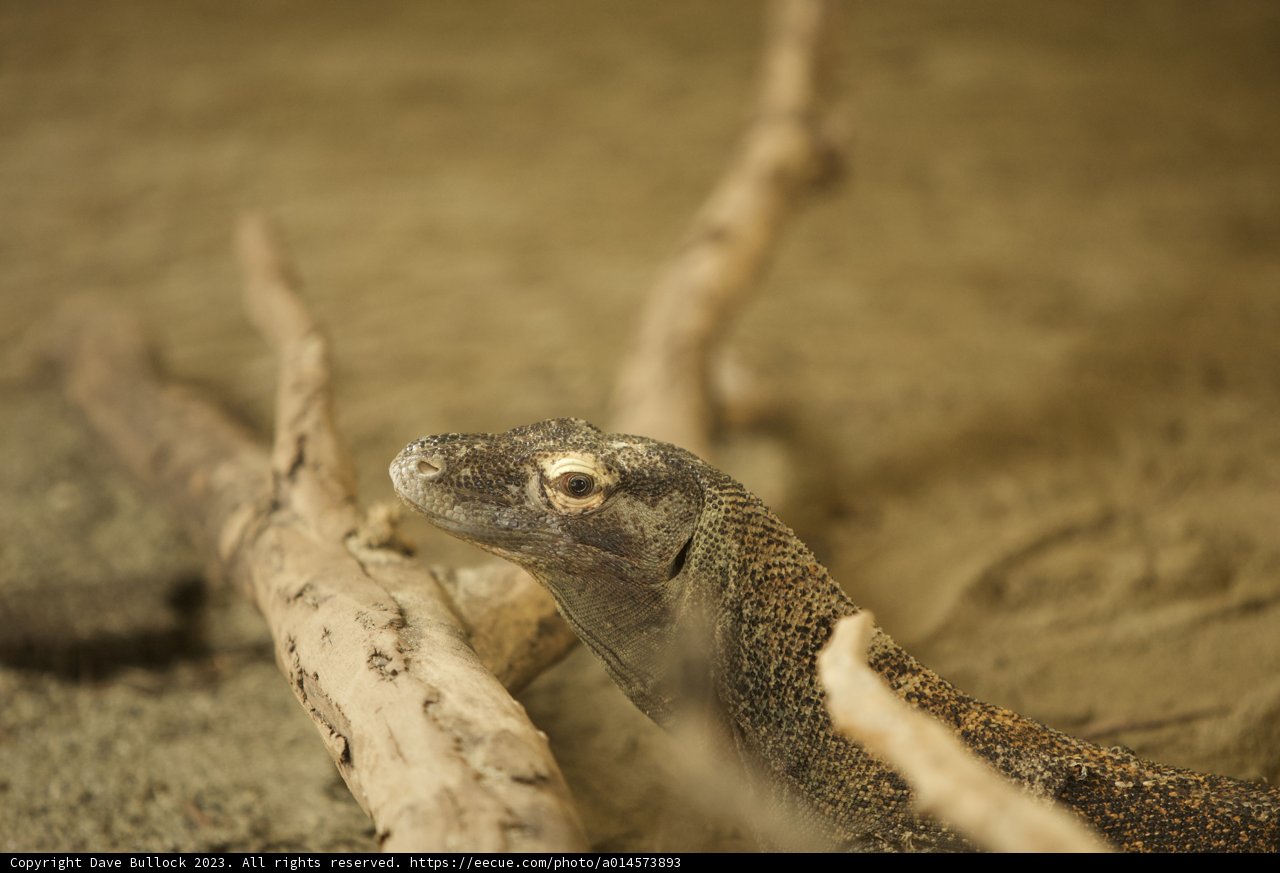 Majestic Monitor Lizard