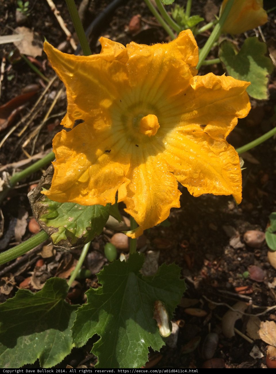 Sunny Blooms