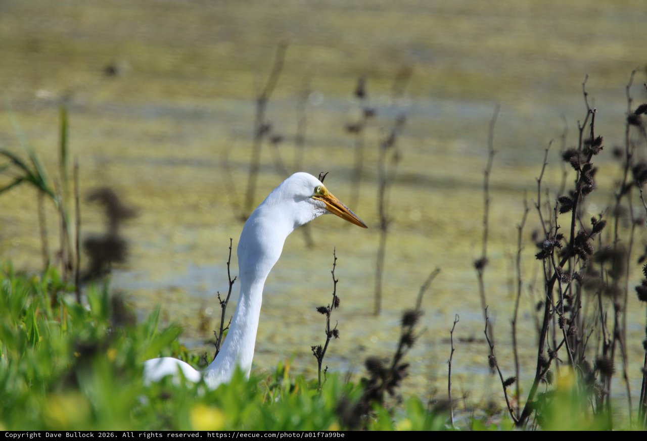Great Egret Hunting by Shallow Wetland Waters