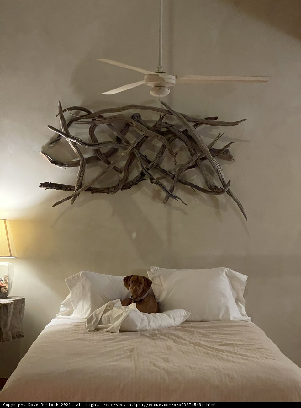 Canine Comforts