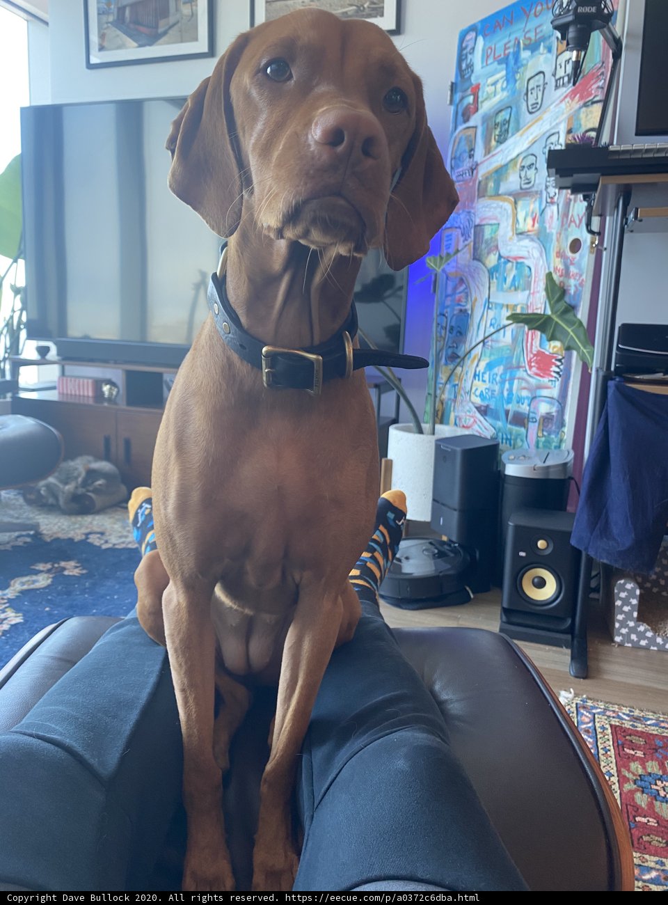 Furry Friend Watching TV