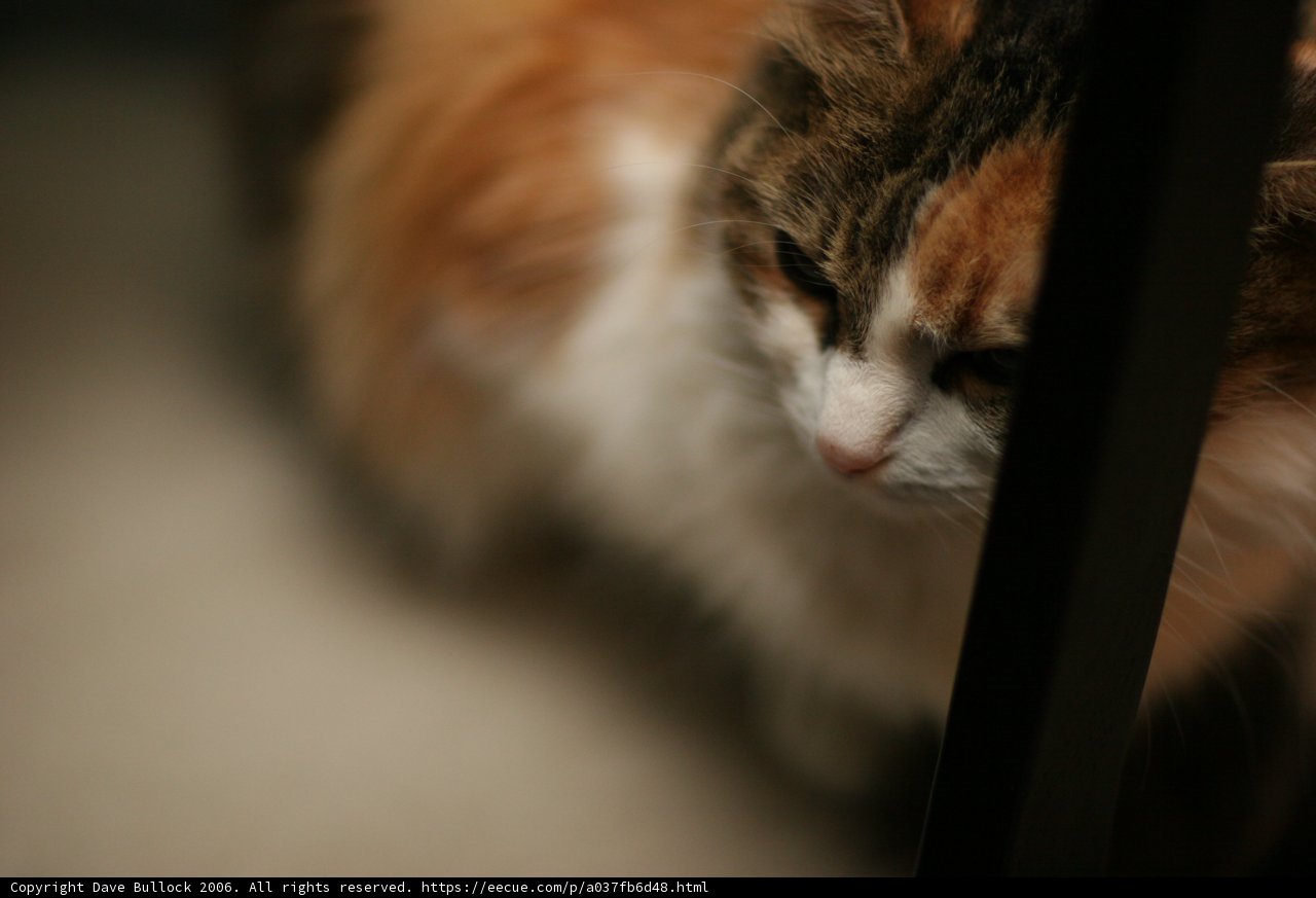 Intense Gaze