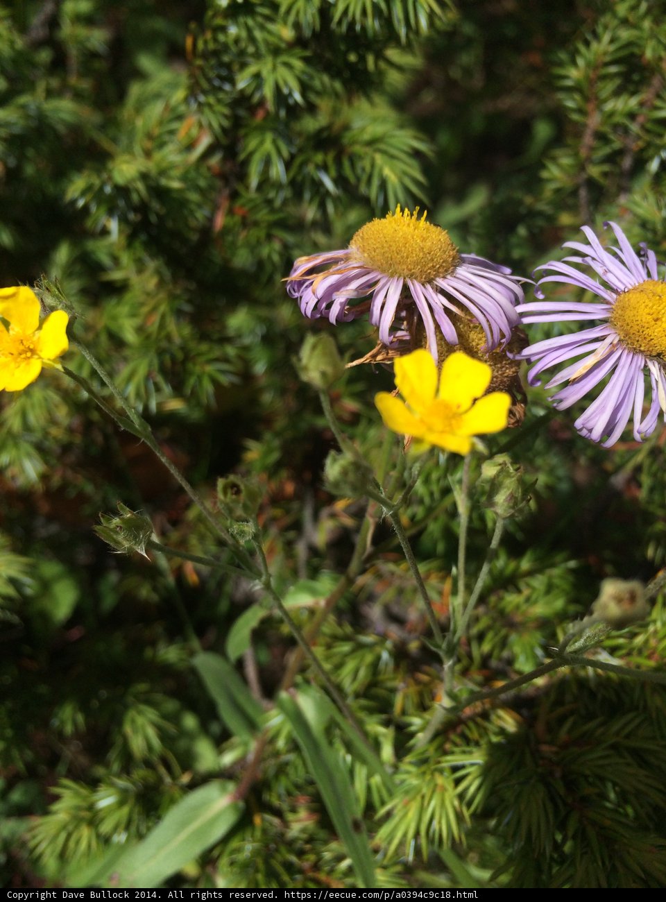 A Burst of Color in the Forest