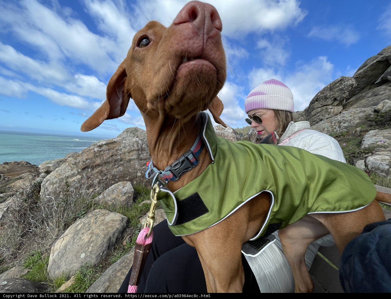 Green Jacket and Canine Companion on the Rocks