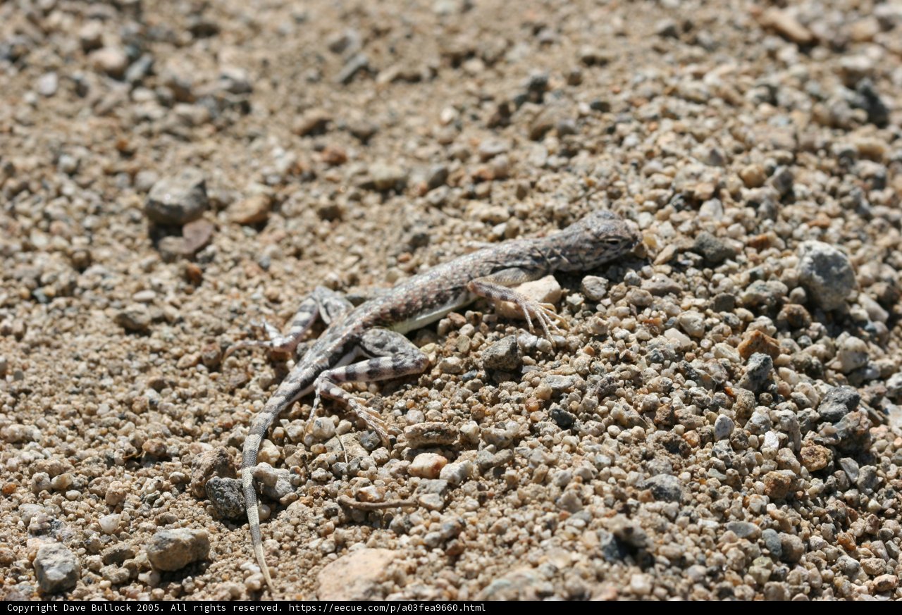 Tiny Lizard in the Desert