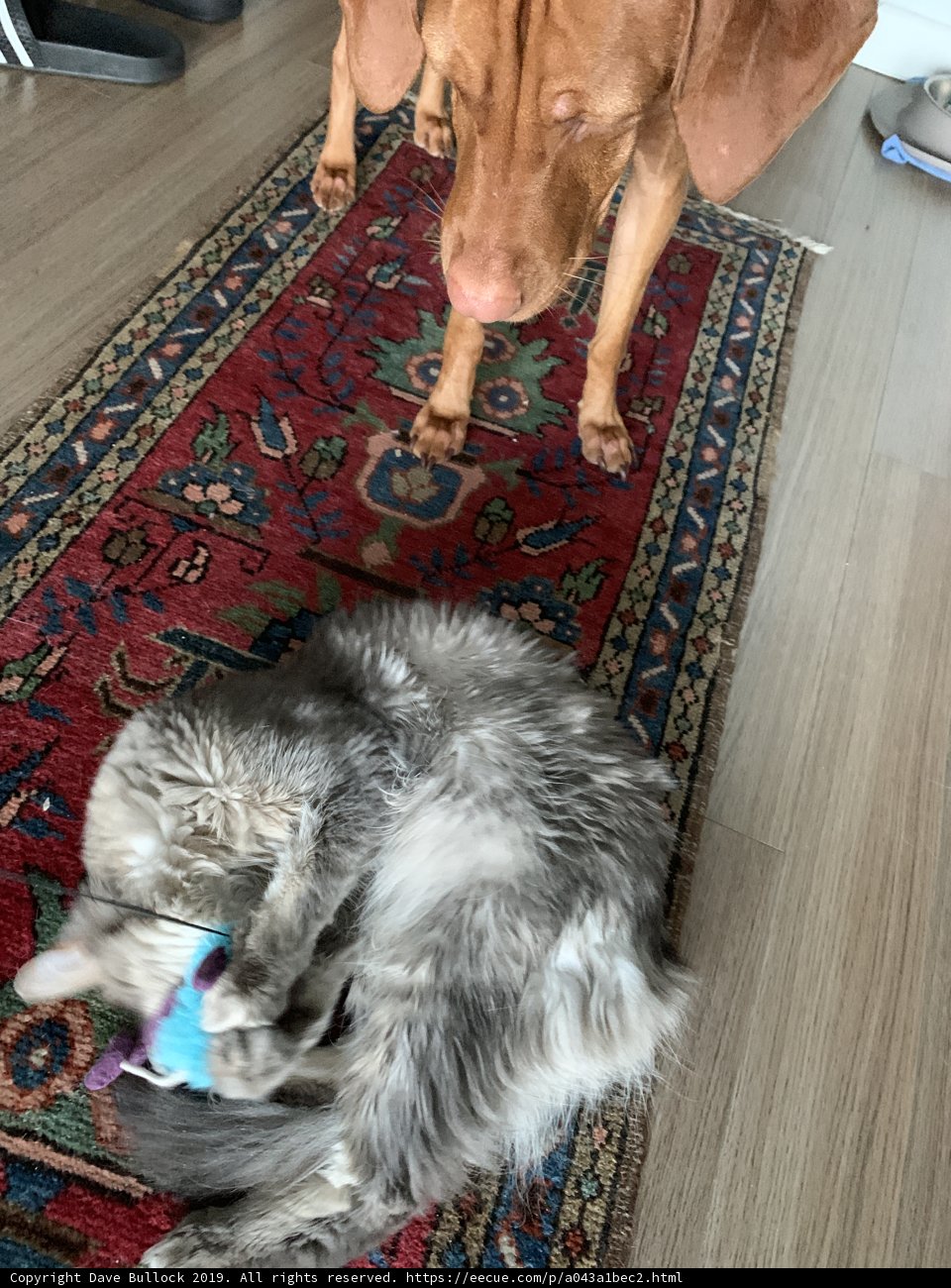 Canine and Feline Playtime