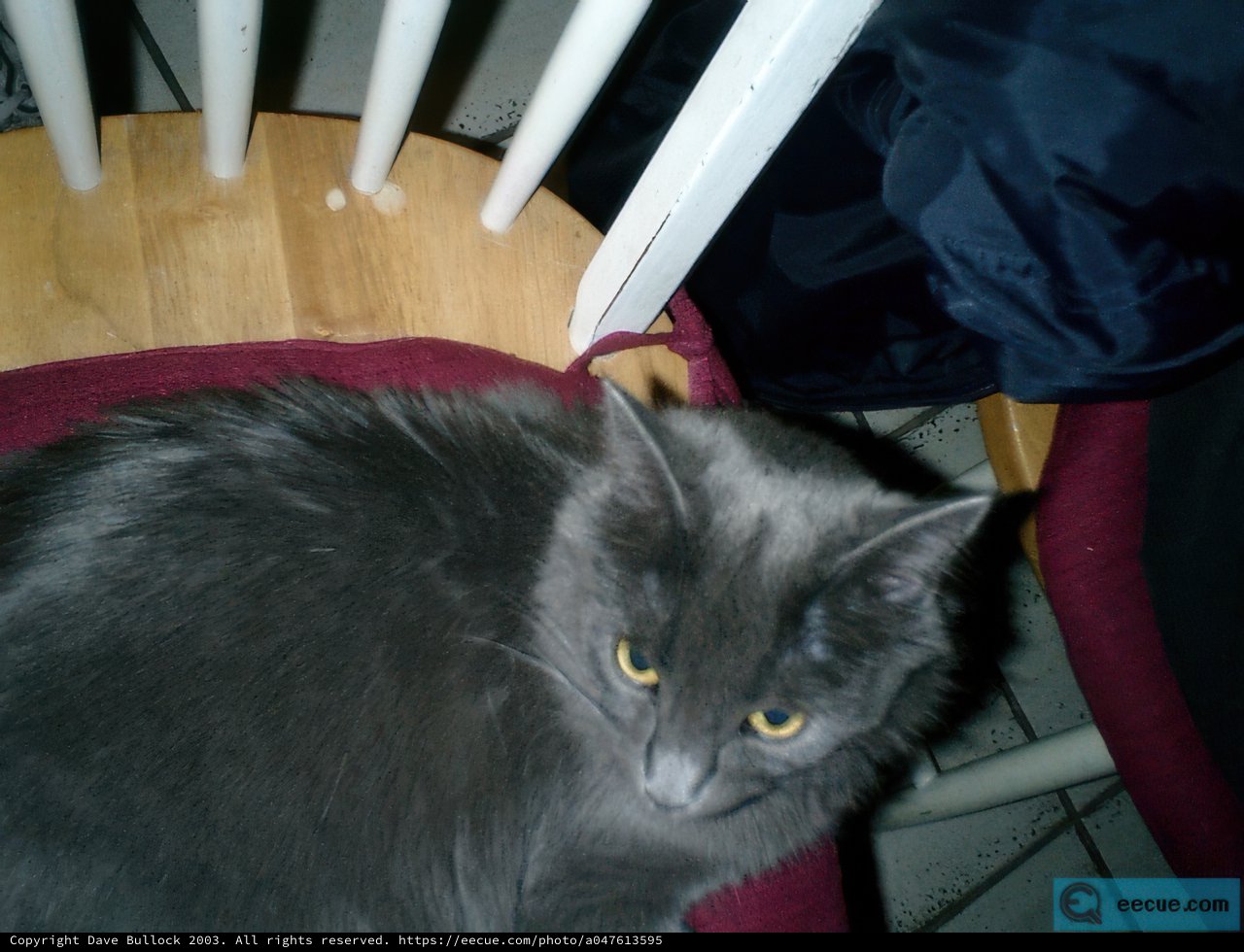 The Regal Feline