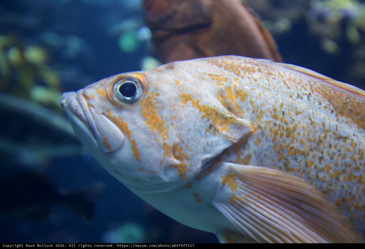 Golden-Spotted Fish in Aquarium Close-Up Portrait